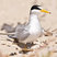 Least Tern